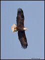 _2SB7901 american bald eagle